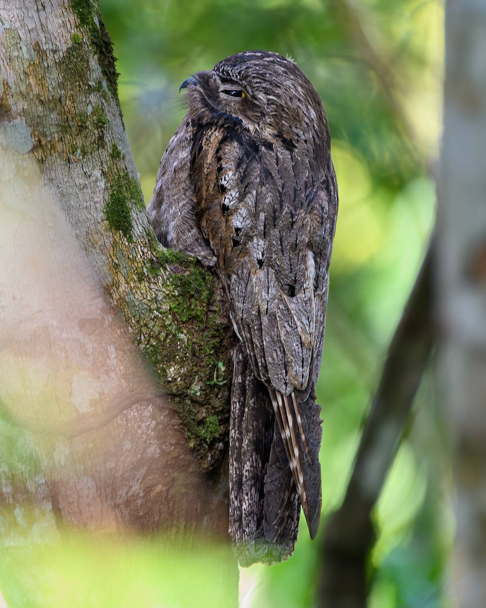 Поту малий - ML645773044