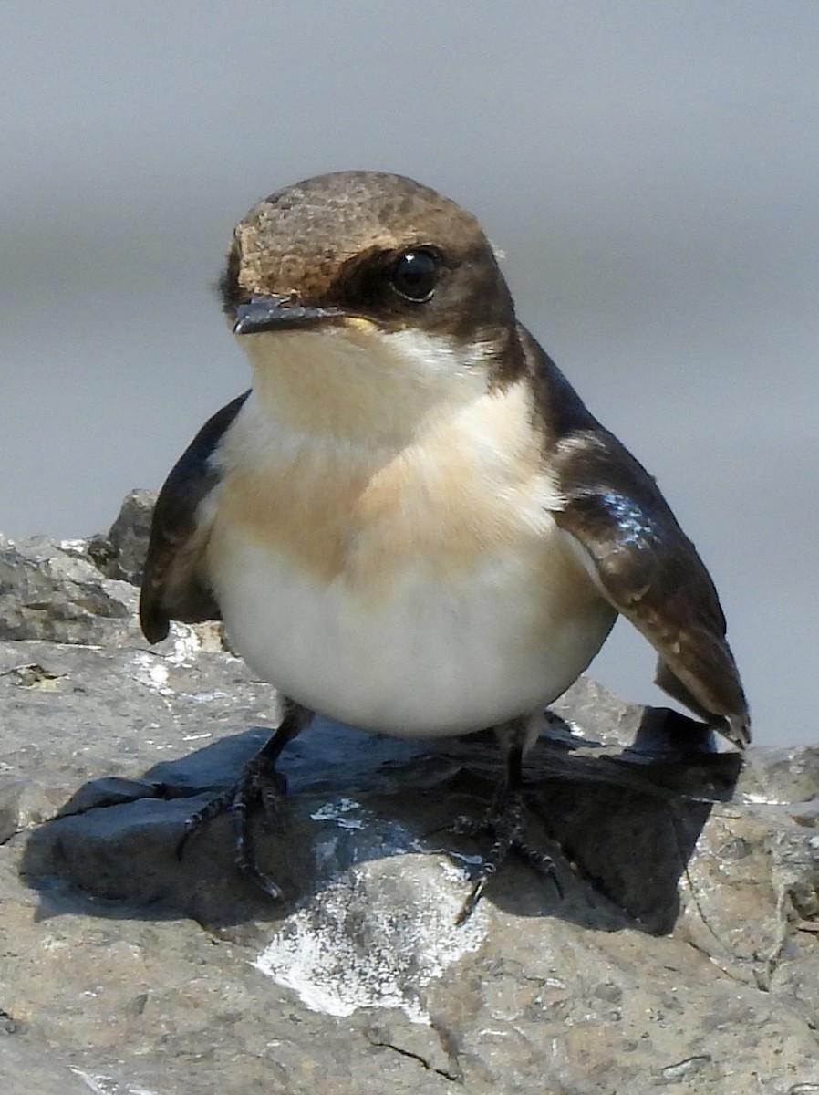 Ластівка ниткохвоста - ML645773045