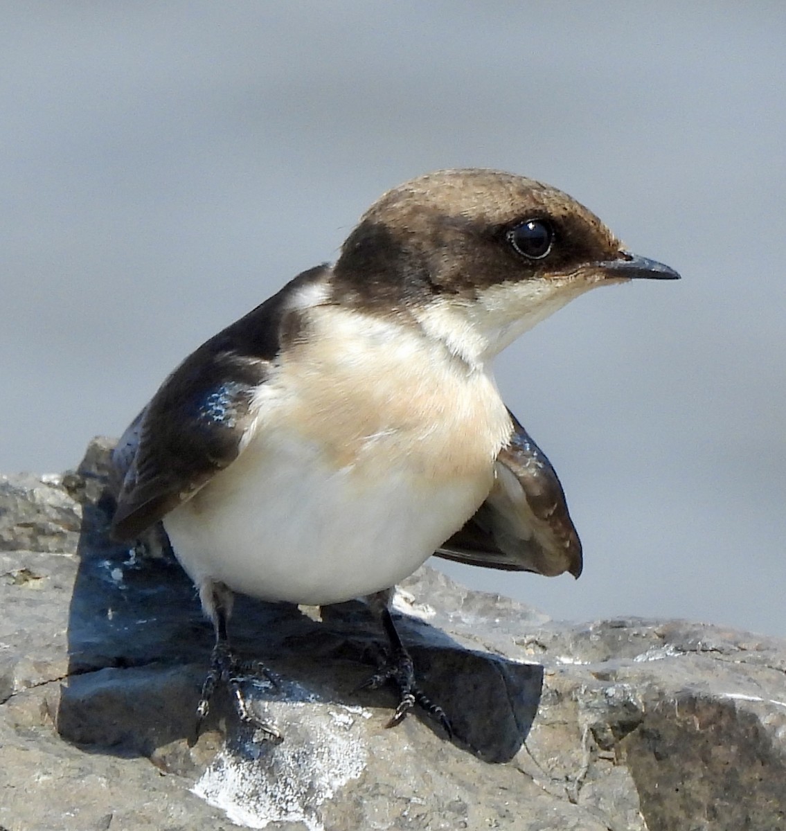 Ластівка ниткохвоста - ML645773046