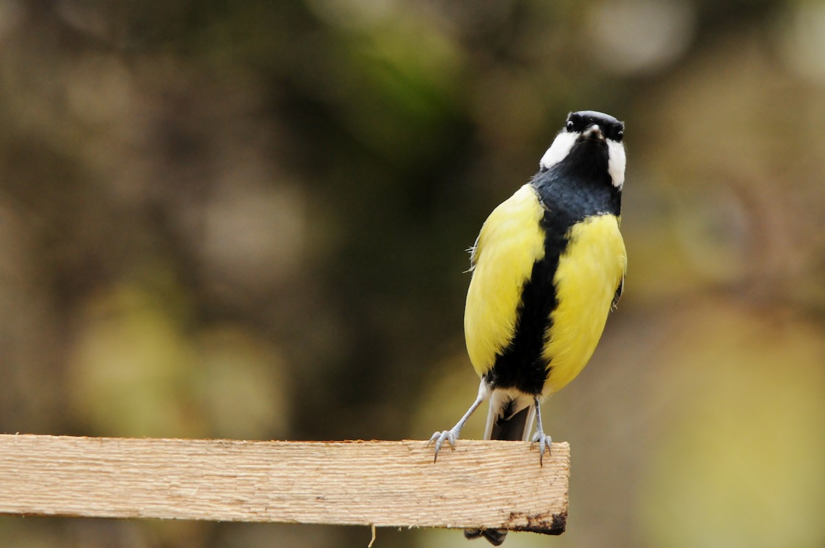 kjøttmeis - ML645773057