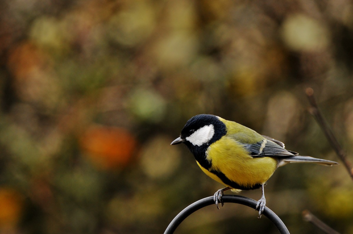 kjøttmeis - ML645773058