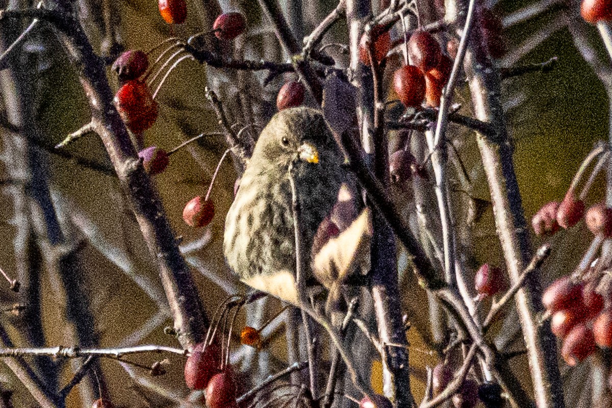 Roselin familier - ML645773067