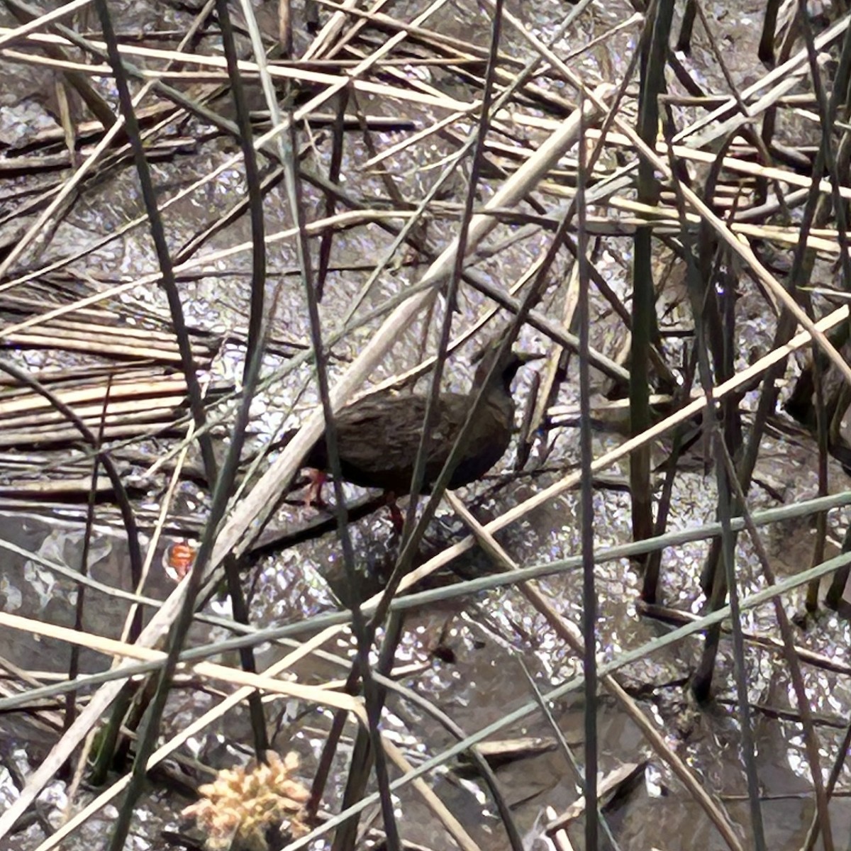 blyrikse - ML645773071