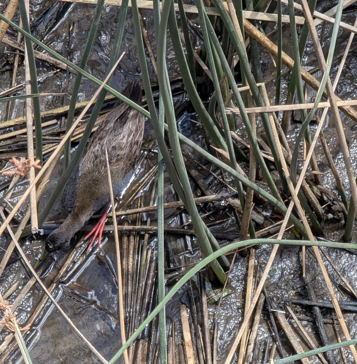 blyrikse - ML645773072