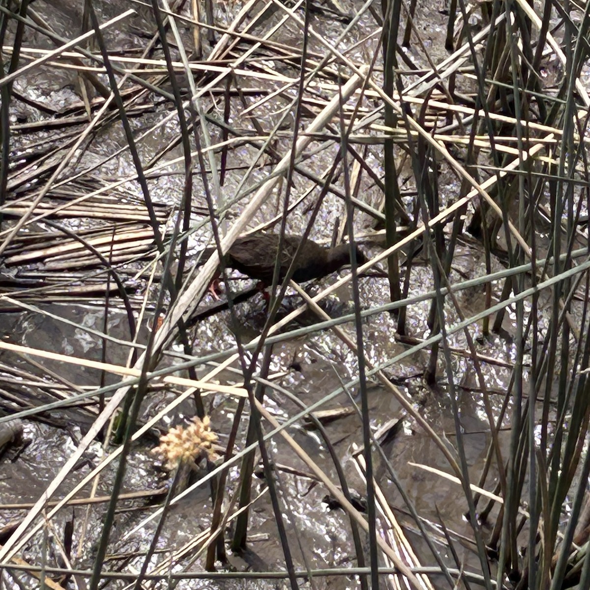 blyrikse - ML645773073