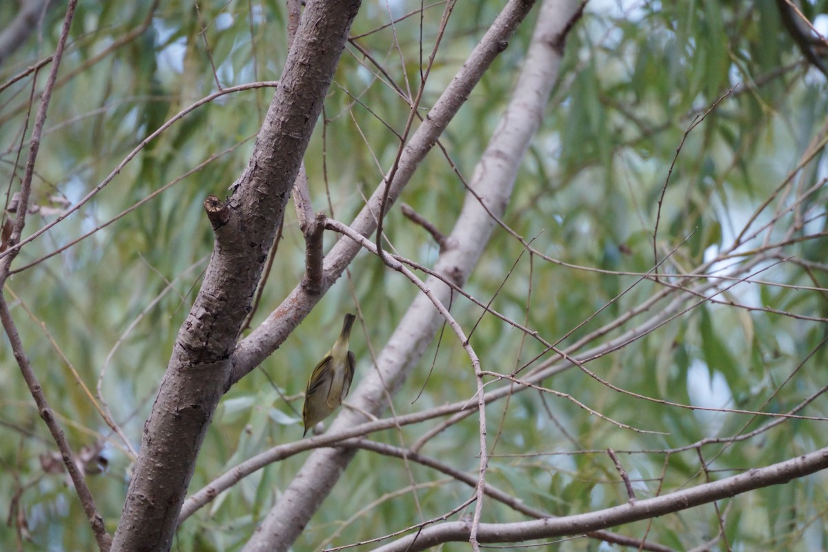 fuglekongesanger - ML645773074