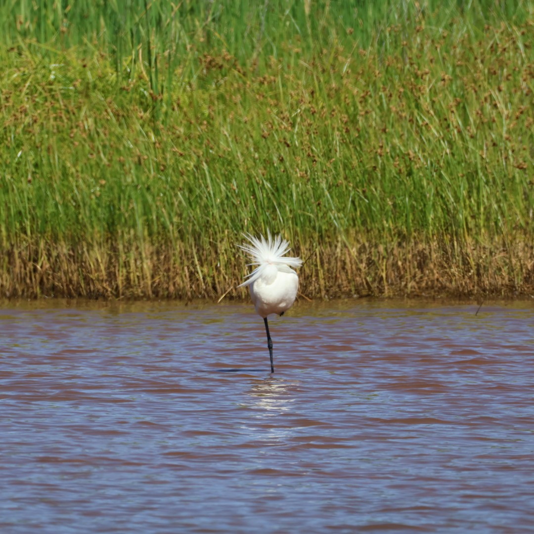 kongeskjestork - ML645773075