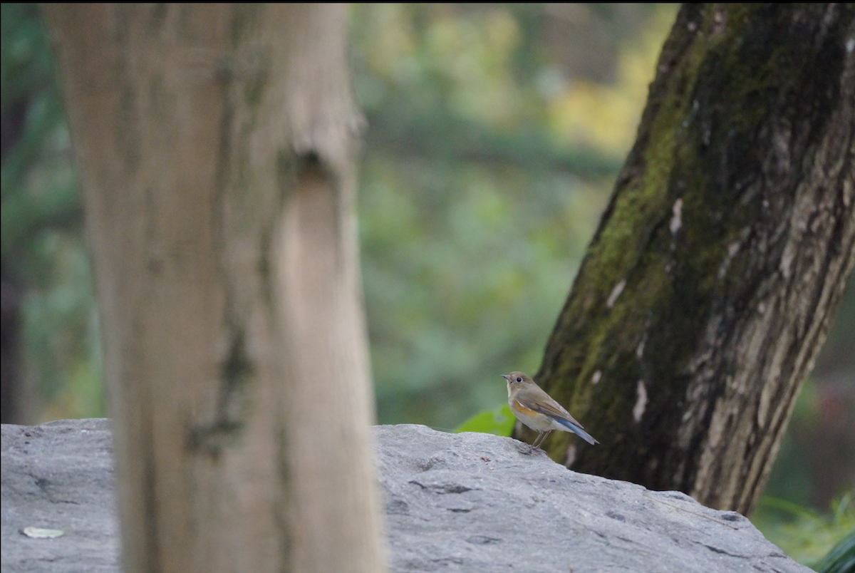 blåstjert - ML645773076