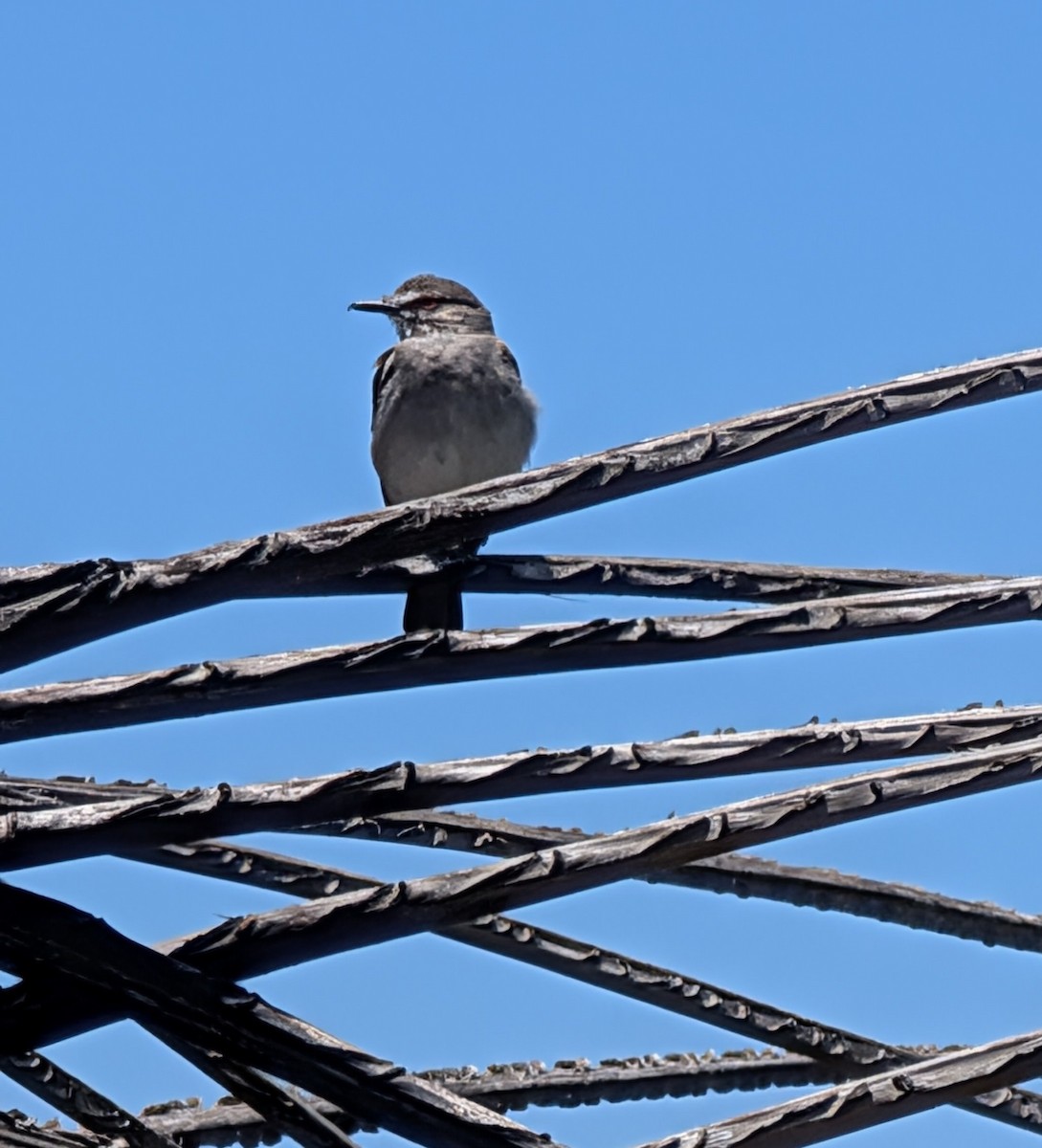 gråtyrann - ML645773077