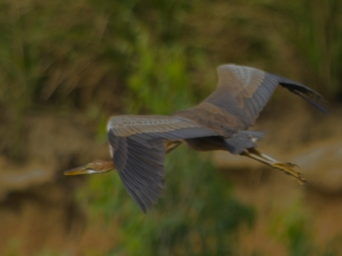 purpurhegre - ML645773078