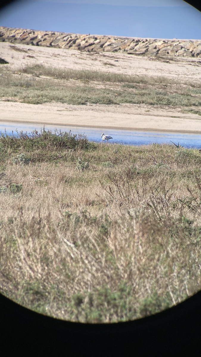 rosenflamingo - ML645773079