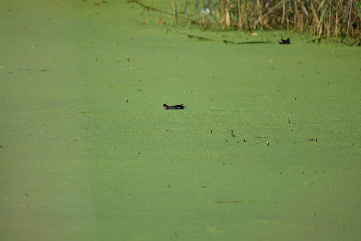 バン - ML645773081