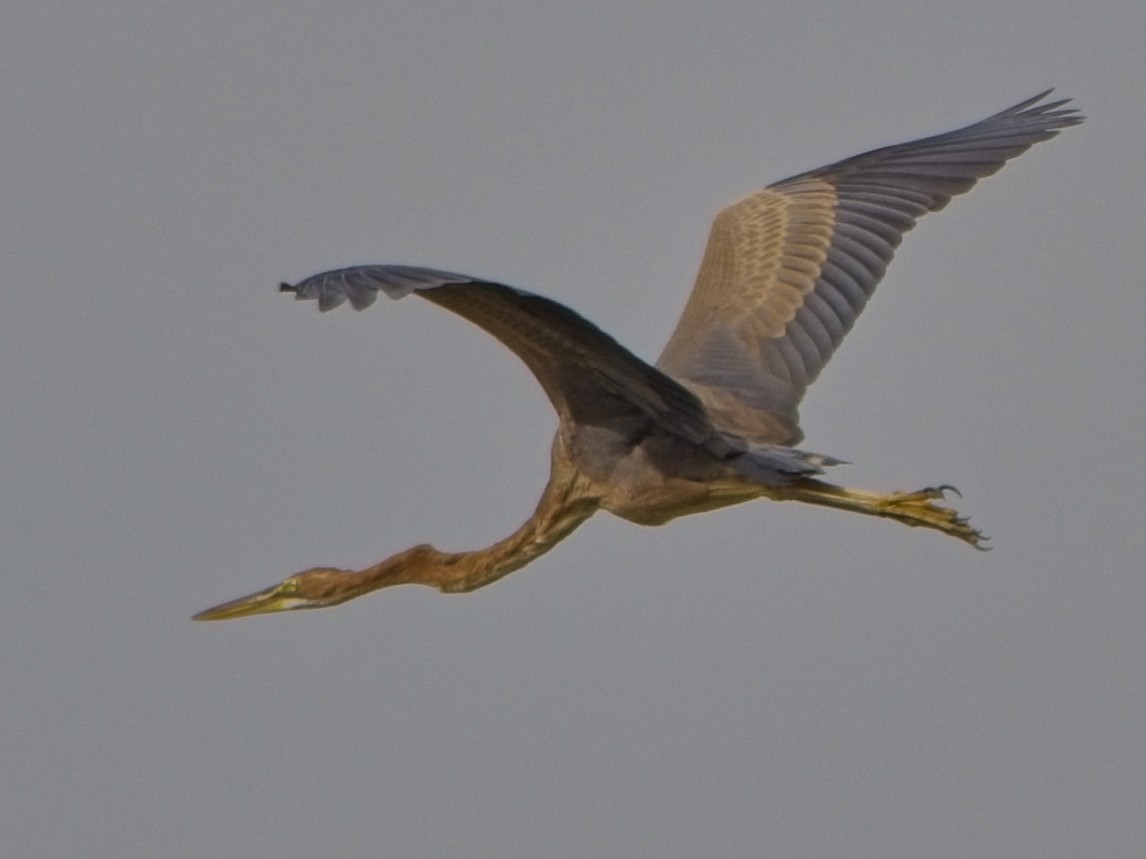 purpurhegre - ML645773084