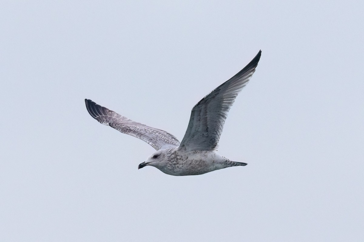 gråmåke - ML645773086