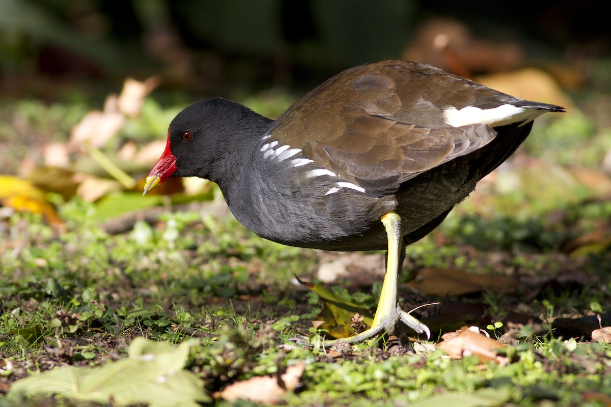 sivhøne - ML645773094