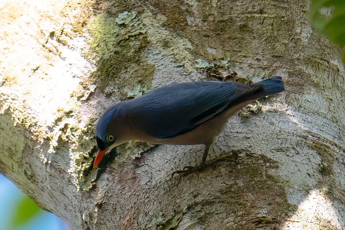 rødnebbspettmeis - ML645773096