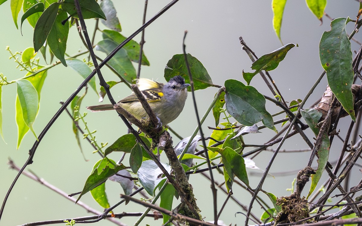 gulskuldermaursmett - ML645773100