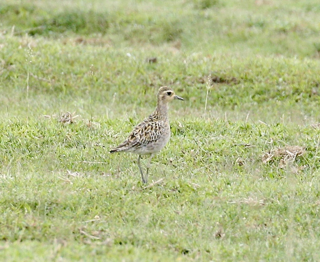 sibirlo - ML645773101