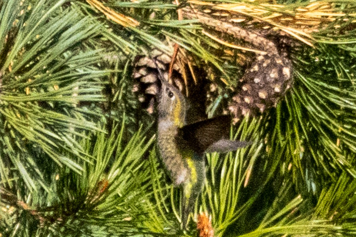 rødmaskekolibri - ML645773102