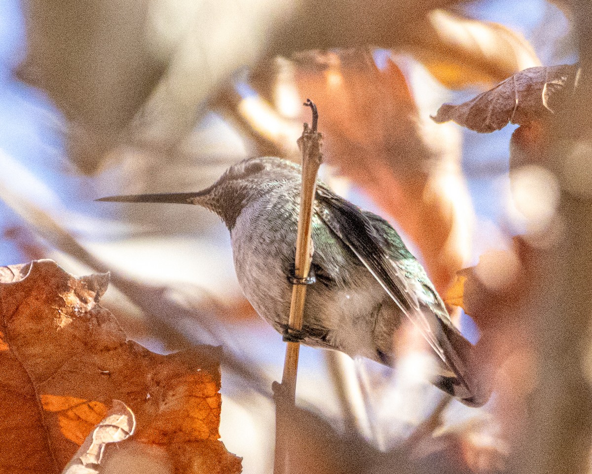 rødmaskekolibri - ML645773103