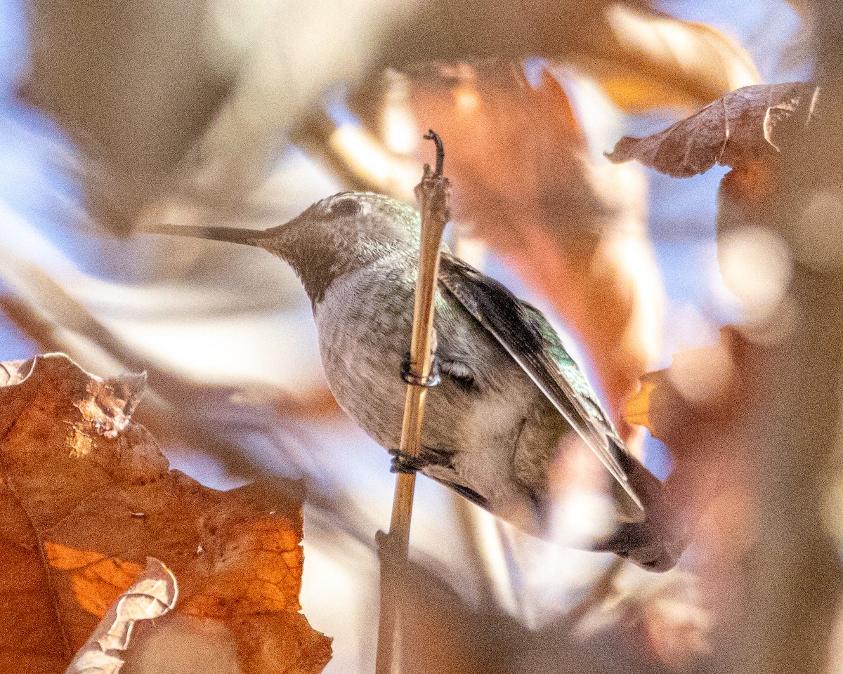 rødmaskekolibri - ML645773104