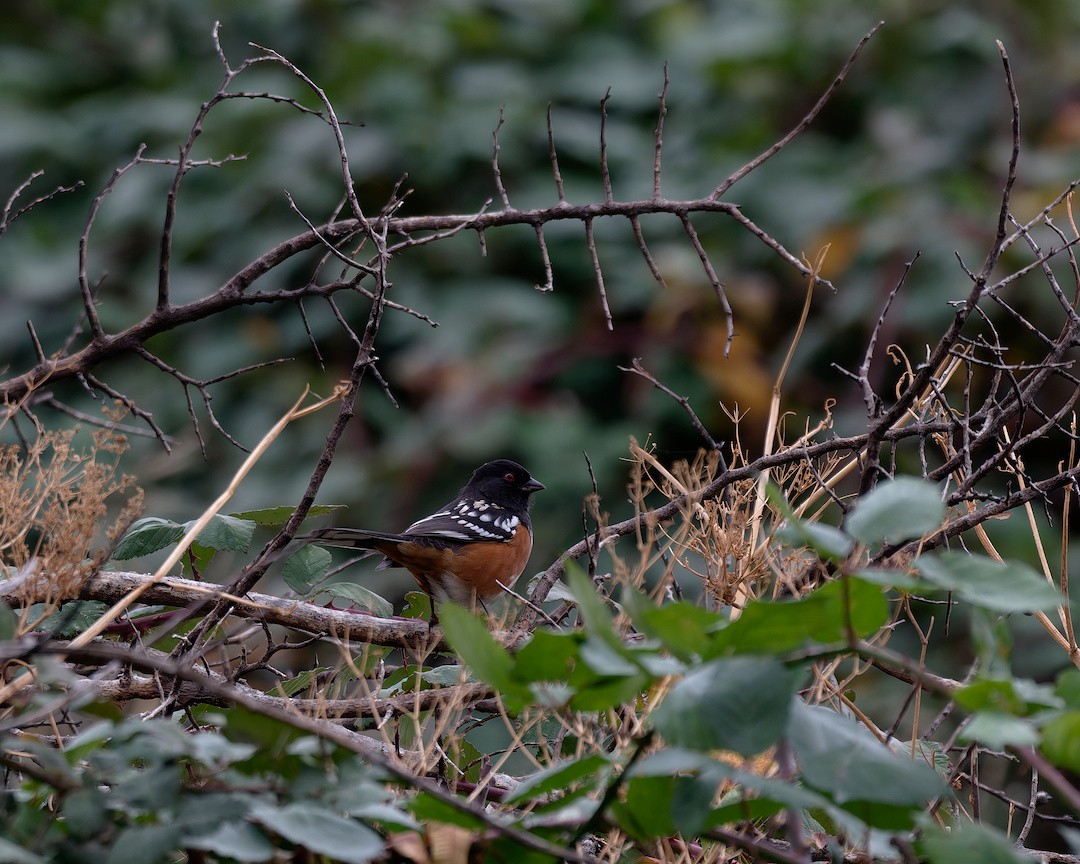 flekktovi - ML645773106