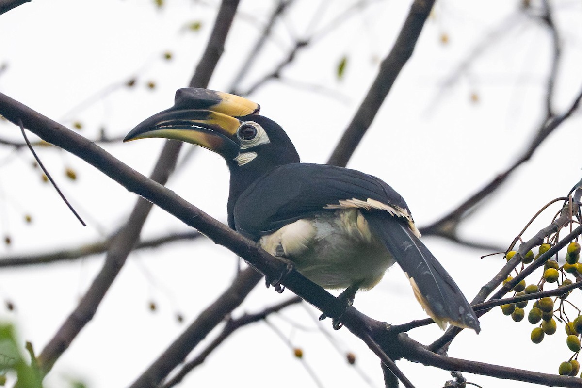 orienthornfugl - ML645773107