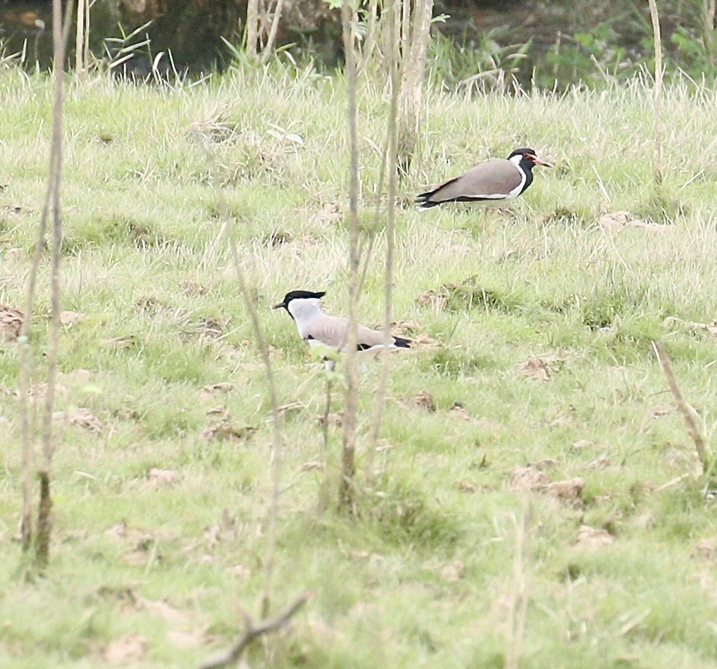 elvevipe - ML645773108