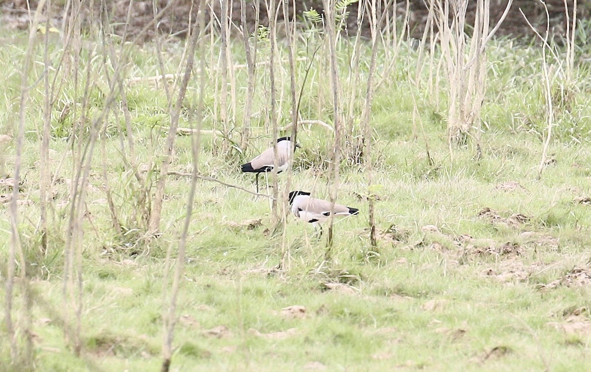 elvevipe - ML645773109