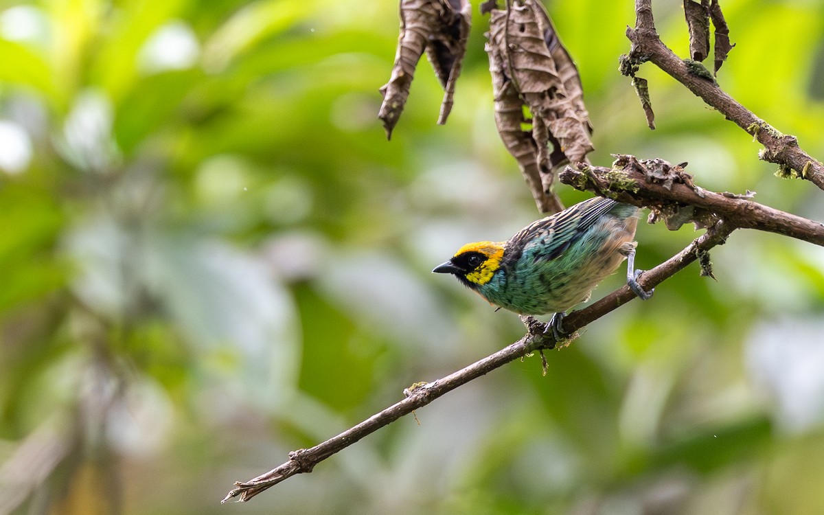 safrankronetanagar - ML645773111