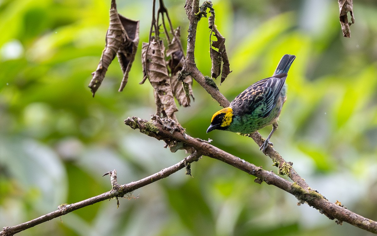 safrankronetanagar - ML645773112