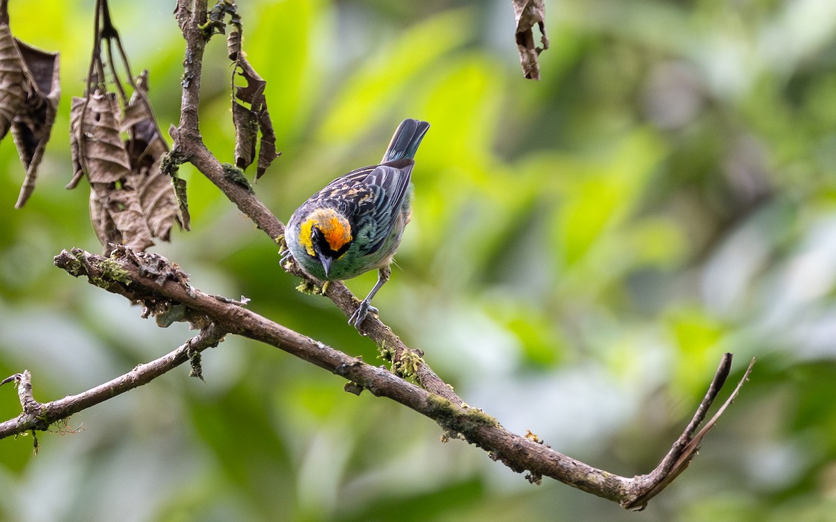 safrankronetanagar - ML645773113