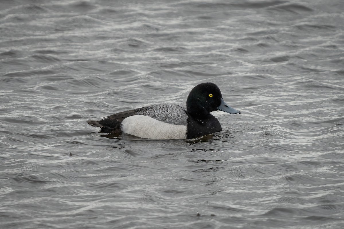 bergand - ML645773114