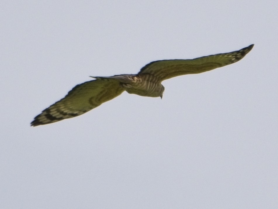 brunbaza - ML645773115