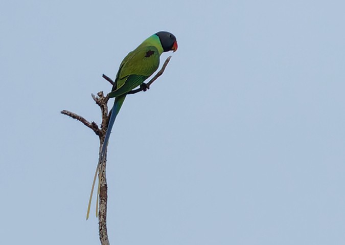 Gray-headed Parakeet - ML645773119