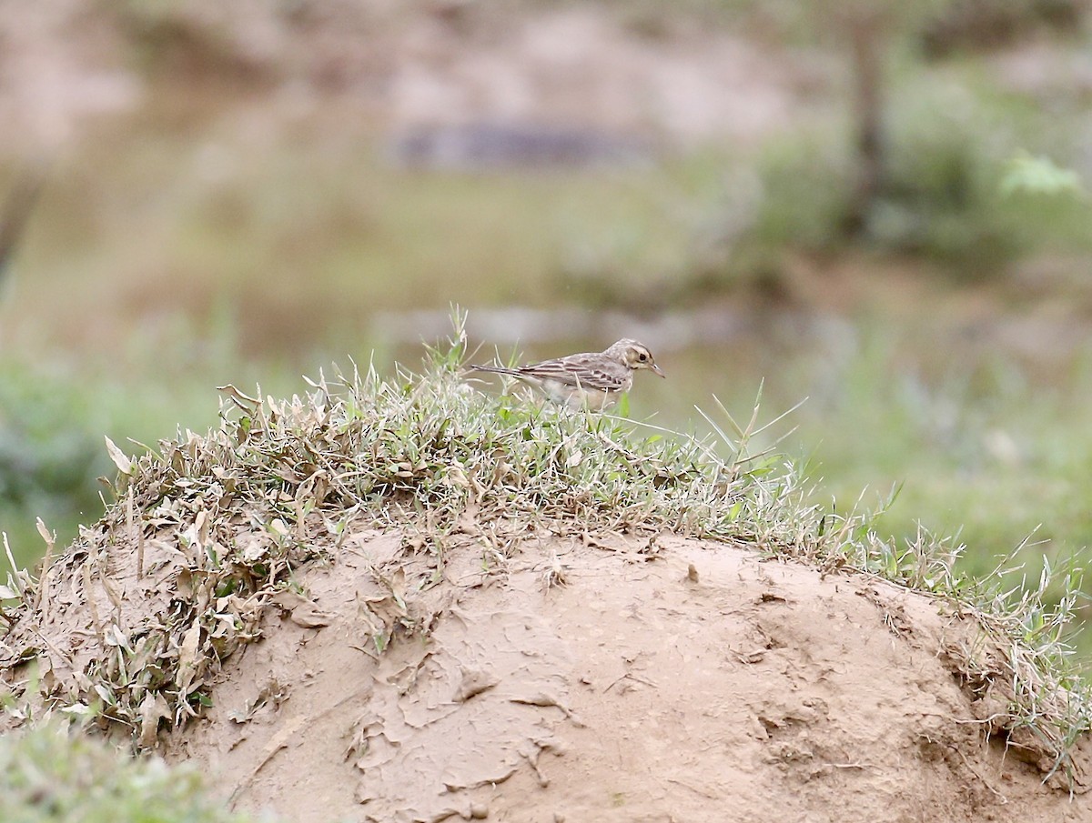 Paddyfield Pipit - ML645773120