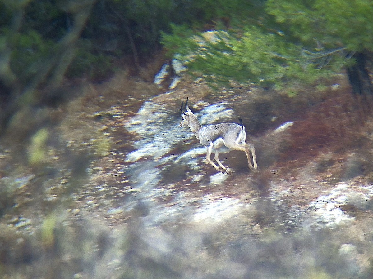 Mountain Gazelle - ML645773121