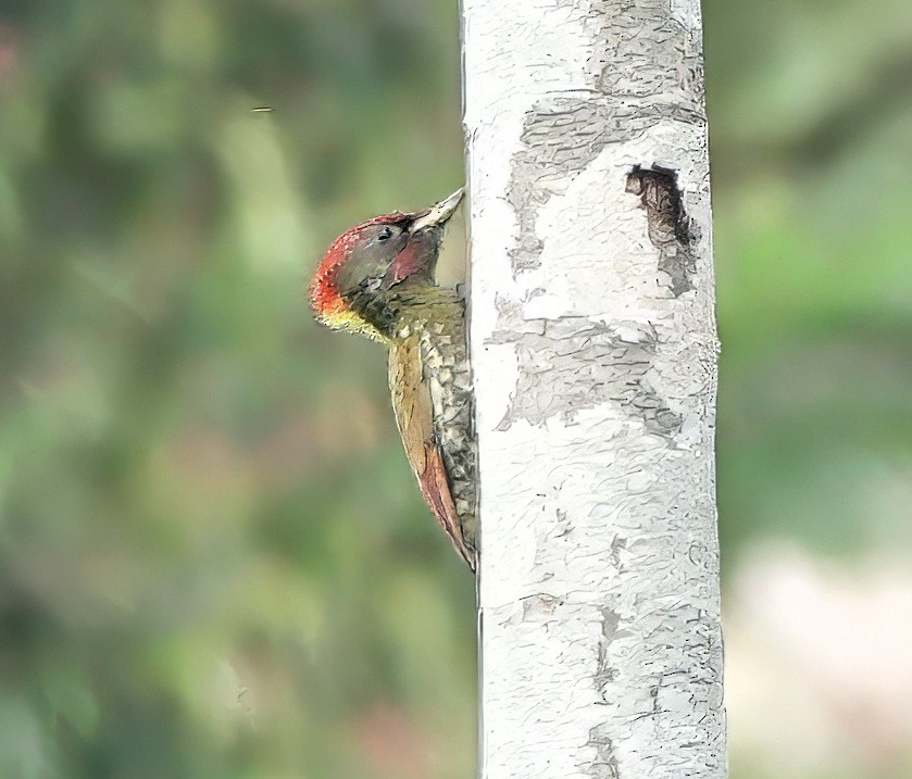 Lesser Yellownape - ML645773122