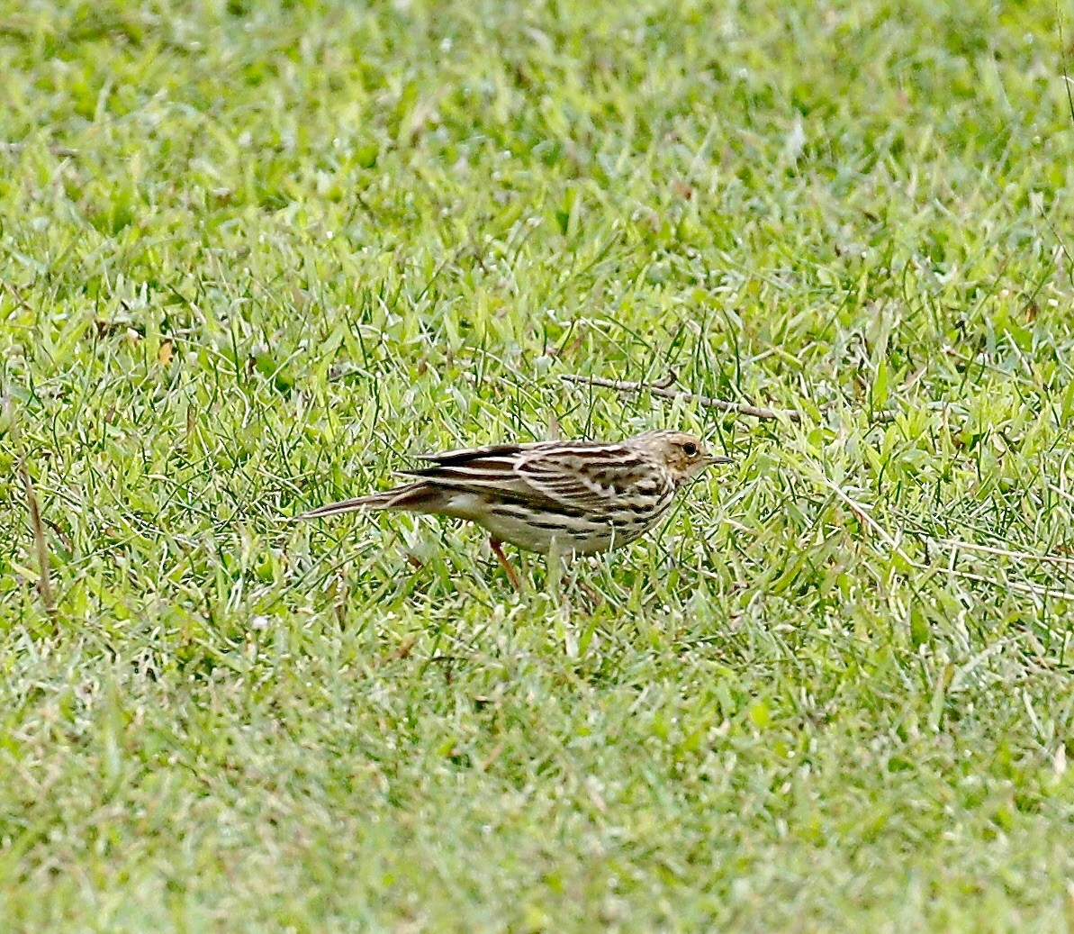 Red-throated Pipit - ML645773124