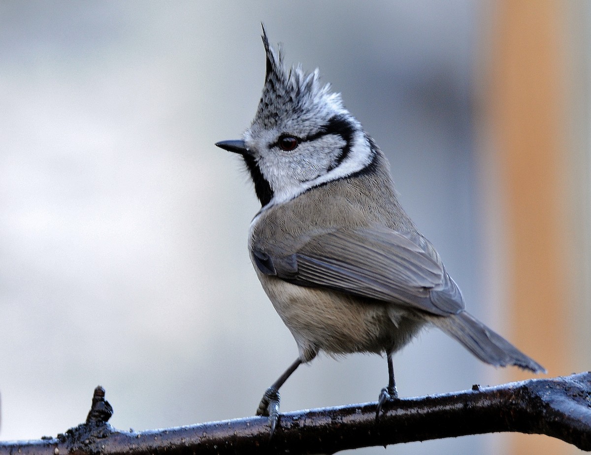 Mésange huppée - ML645773127