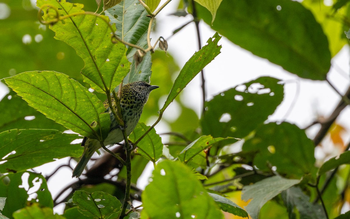 Calliste syacou - ML645773128