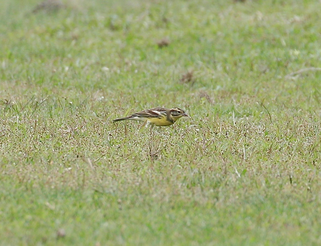 Вівсянка лучна - ML645773129