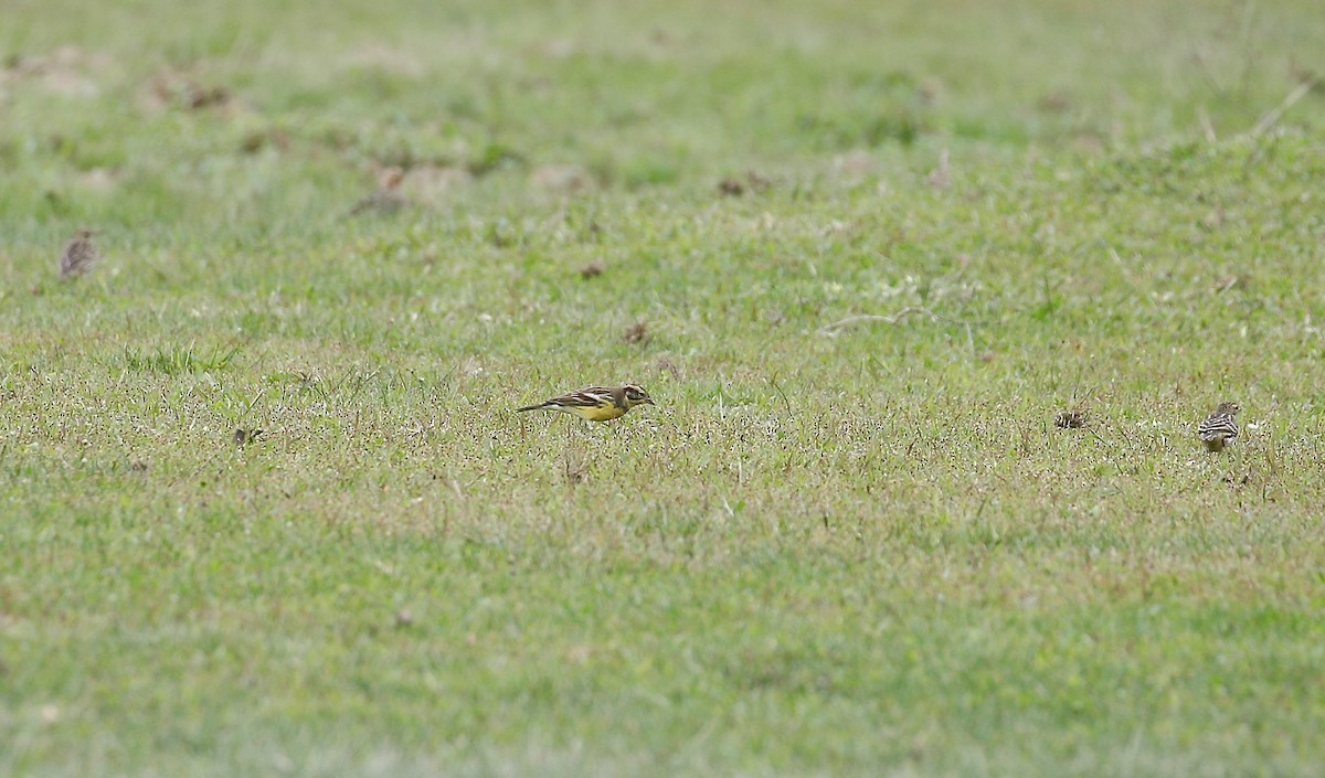 Вівсянка лучна - ML645773130
