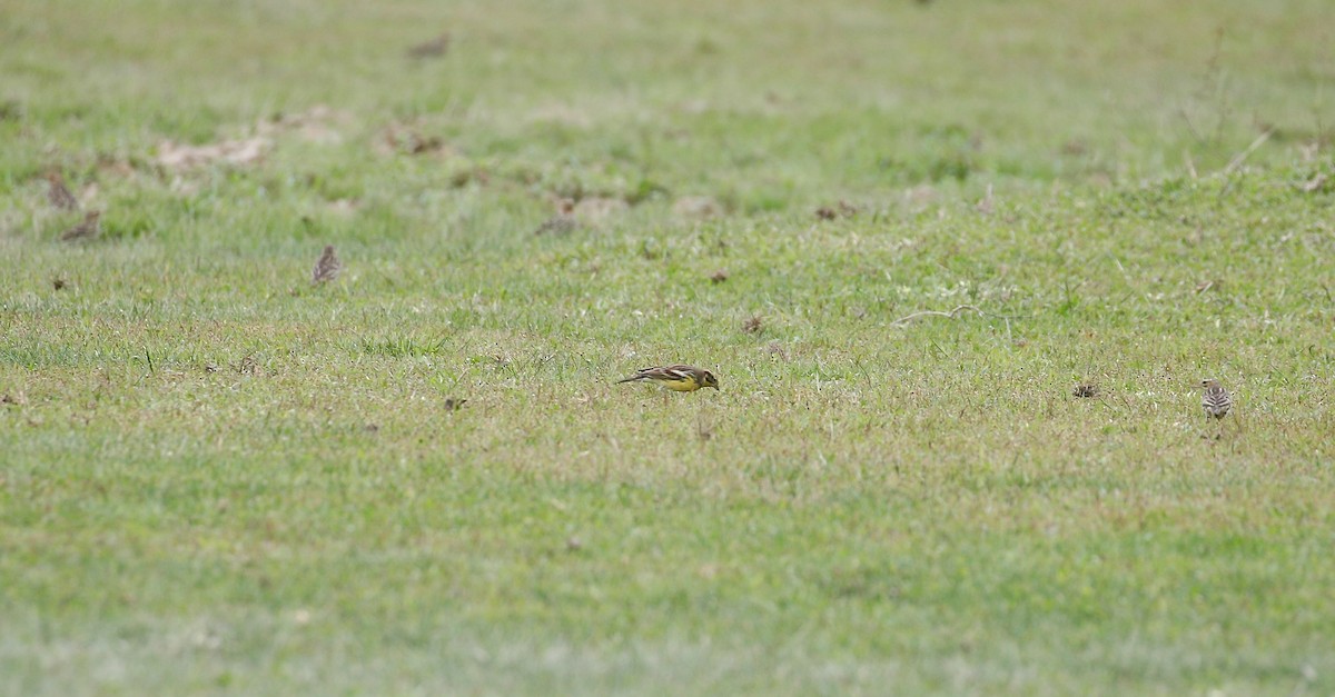 Вівсянка лучна - ML645773131