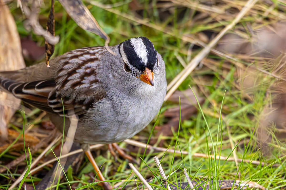 Bruant à couronne blanche - ML645773133