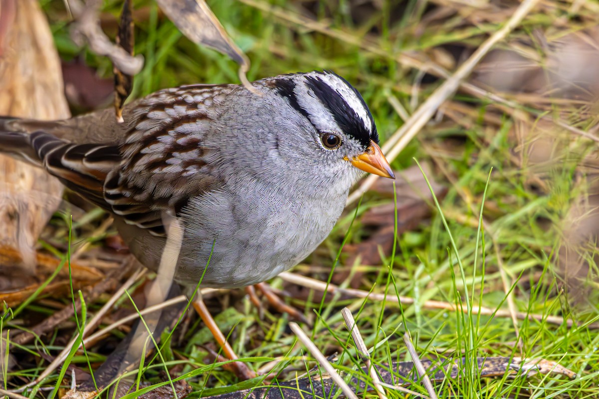 Bruant à couronne blanche - ML645773134