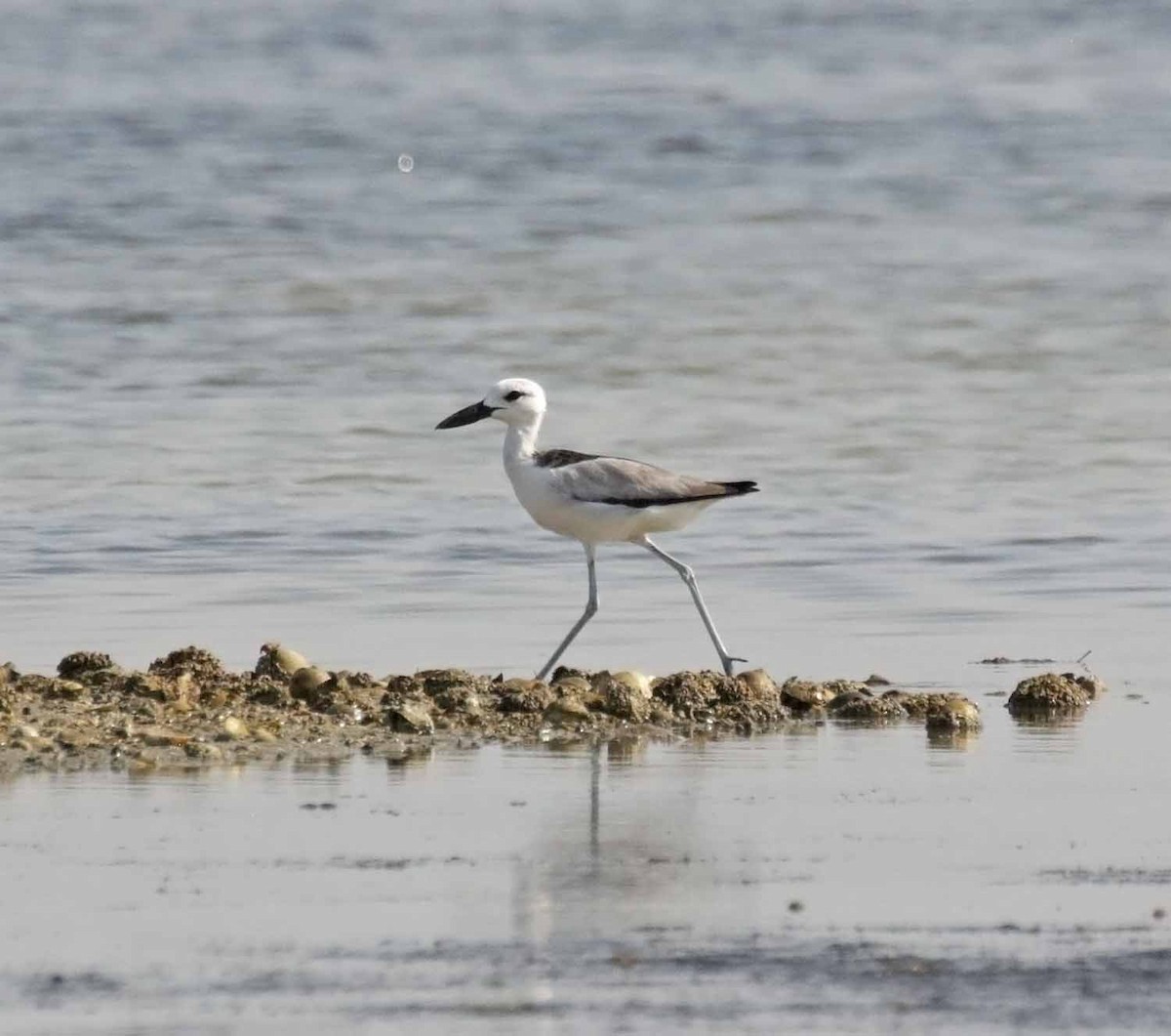 Drome ardéole - ML645773135