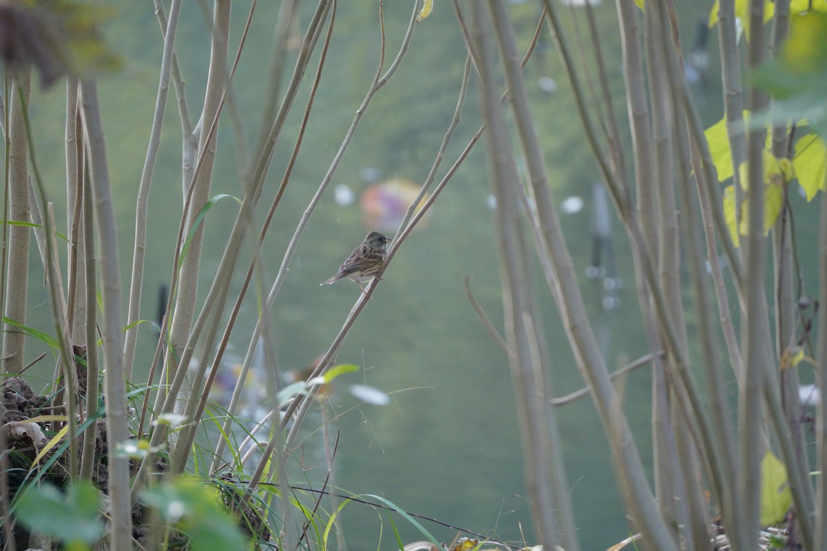 Bruant masqué - ML645773136