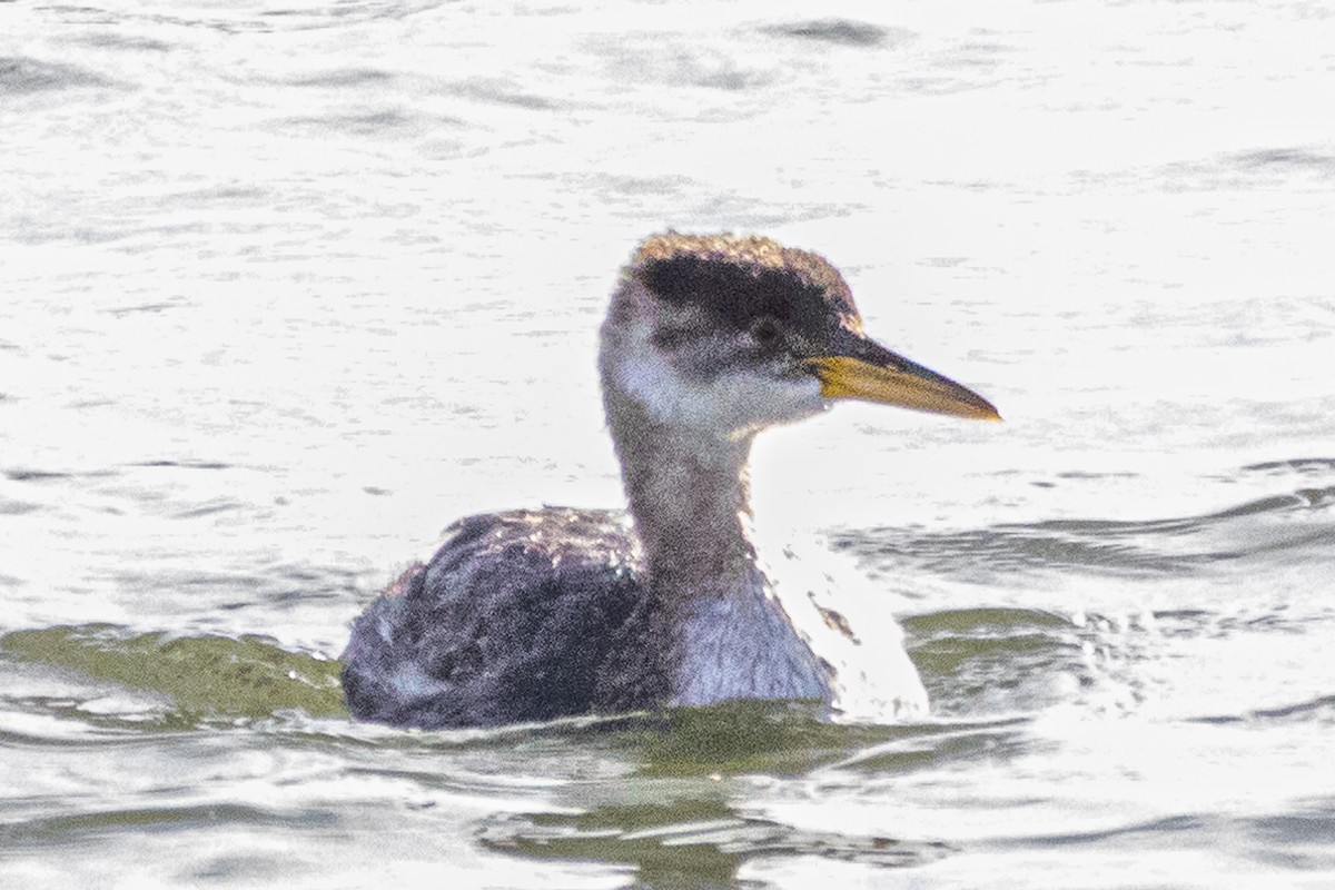 Grèbe jougris - ML645773145