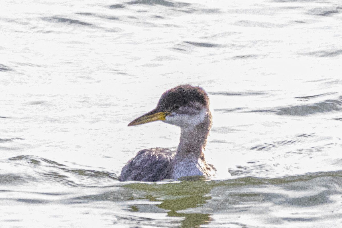 Grèbe jougris - ML645773146